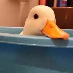 Meet your Posher, æ³°æ¥